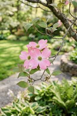 Cornus florida 'Rubra'