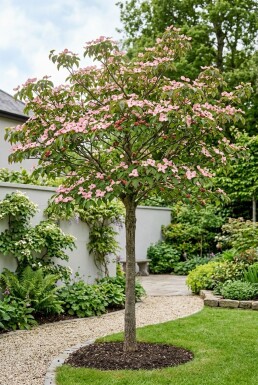 Cornus florida 'Rubra' sur tige