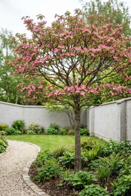 Cornus florida 'Rubra' sur tige