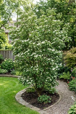 Cornus kousa 'Teutonia' Arbuste