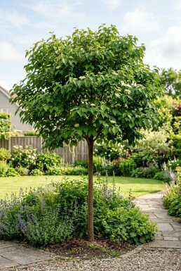 Cornus sanguinea 'Midwinter Fire' Demi-tige