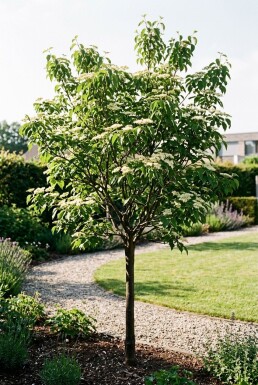 Cornus sanguinea 'Midwinter Fire' Demi-tige