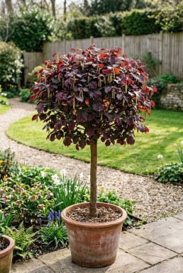 Corylus avellana 'Anny's Red Dwarf' sur tige