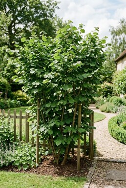 Corylus avellana 'Cosford' Arceau de support