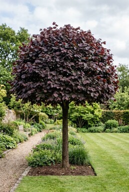 Corylus avellana 'Purple Umbrella' Demi-tige