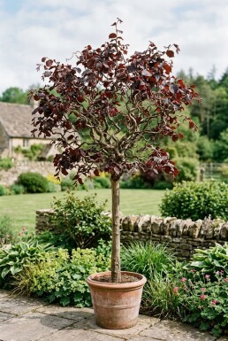 Corylus avellana 'Red Majestic' Sur tige