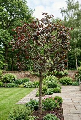 Corylus avellana 'Red Majestic' Sur tige
