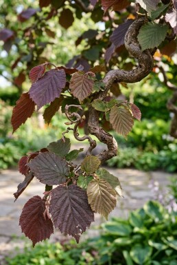 Corylus avellana 'Red Majestic' Sur tige
