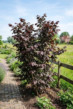 Corylus avellana 'Roter Zeller' Support