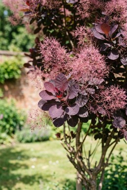 Cotinus coggygria 'Royal Purple' demi-tige