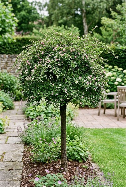 Cotoneaster apiculatus 'Blackburn' demi-tige
