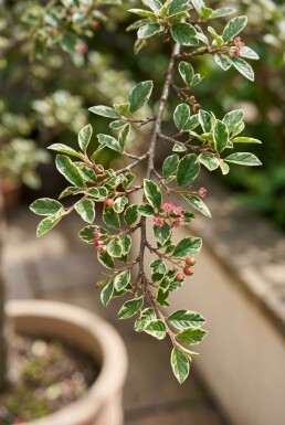Cotoneaster atropurpureus 'Variegatus' Sur tige