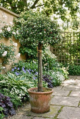 Cotoneaster dammeri 'Major' Sur tige