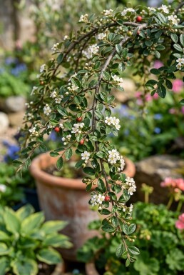 Cotoneaster dammeri 'Namsham' Sur tige