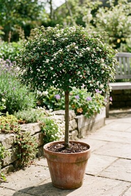 Cotoneaster dammeri 'Streibs Findling' sur tige