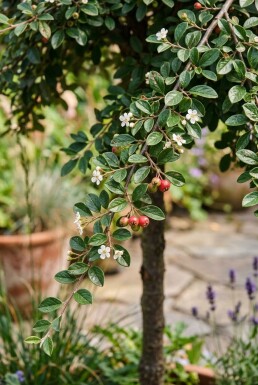 Cotoneaster dammeri 'Streibs Findling' sur tige