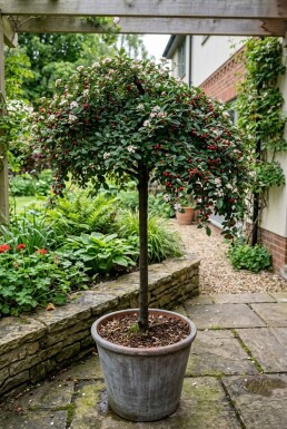 Cotoneaster dammeri 'Winter Jewel' sur tige