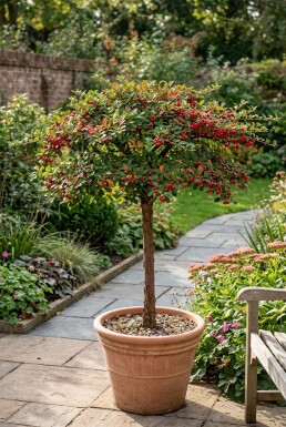 Cotoneaster horizontalis Sur tige
