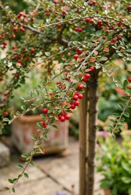 Cotoneaster horizontalis Sur tige