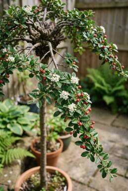 Cotoneaster suecicus 'Coral Beauty' Sur tige