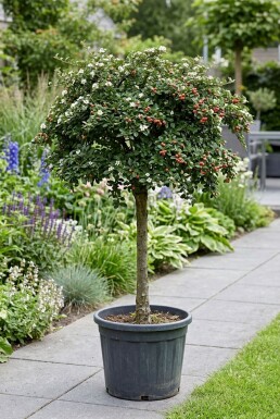 Cotoneaster suecicus 'Coral Beauty' Demi-tige