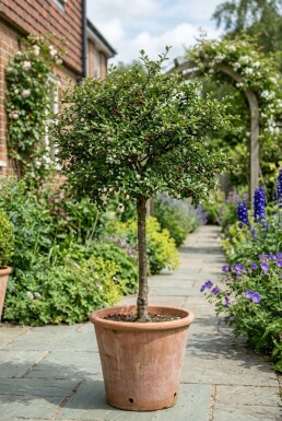 Cotoneaster nanshan 'Copra' Demi-tige