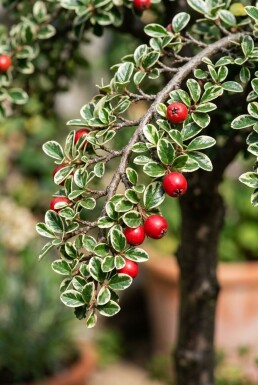 Cotoneaster suecicus 'Juliette' sur tige
