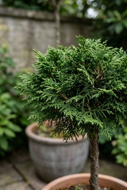 Cryptomeria japonica 'Globosa Nana' Sur tige