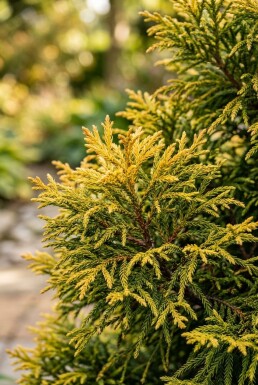 Cryptomeria japonica 'Kyara Gold' Arbuste