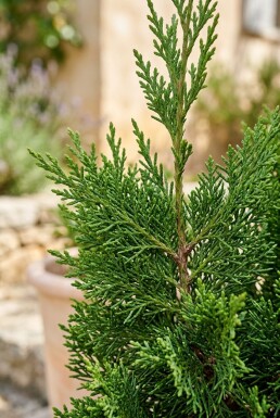 Cupressus sempervirens 'Totem' Arbuste