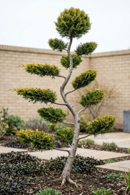 Cuprocyparis leylandii 'Castlewellan Gold' Bonsai