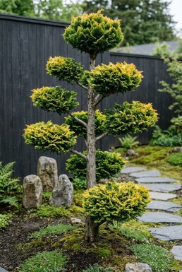 Cuprocyparis leylandii 'Gold Rider' bonsaï