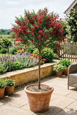 Cytisus 'Boskoop Ruby' Sur tige