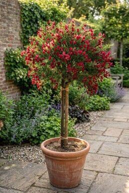 Cytisus 'Boskoop Ruby' Sur tige
