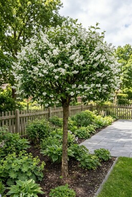 Deutzia gracilis Demi-tige