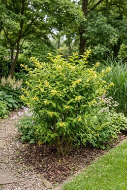 Diervilla sessilifolia 'Butterfly'