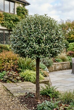 Elaeagnus ebbingei 'Compacta' Demi-tige