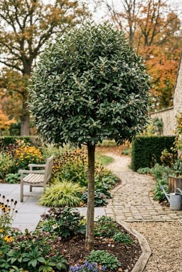 Elaeagnus ebbingei 'Compacta' Haute-tige
