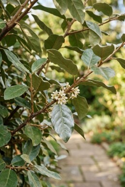 Elaeagnus ebbingei Écran