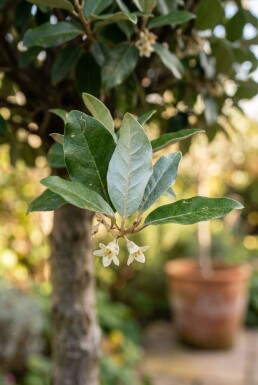 Elaeagnus ebbingei 'Compacta' sur tige