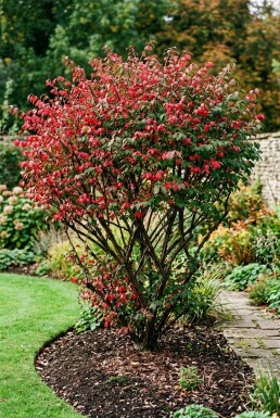 Euonymus alatus