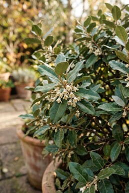 Elaeagnus ebbingei 'Compacta' Boule