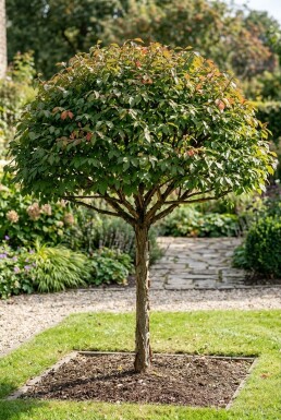 Euonymus alatus Parasol