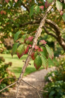 Euonymus alatus Parasol