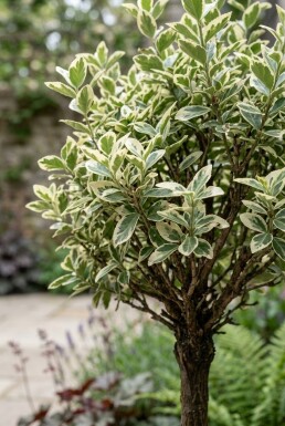 Euonymus fortunei 'Harlequin' sur tige