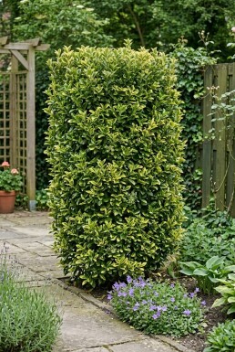 Euonymus japonicus 'Aureus' Écran