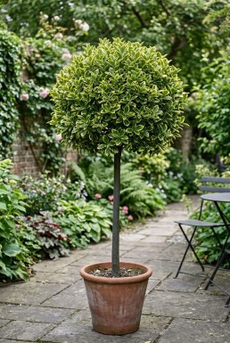 Euonymus japonicus 'Aureus' sur tige
