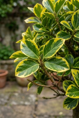 Euonymus japonicus 'Aureus' sur tige