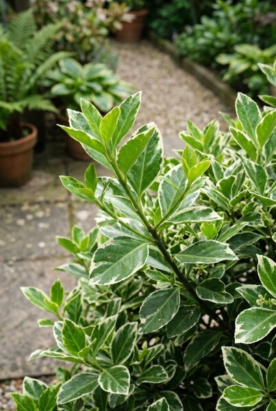 Euonymus japonicus 'Bravo'
