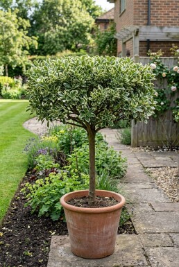 Euonymus japonicus 'Bravo' Écran
